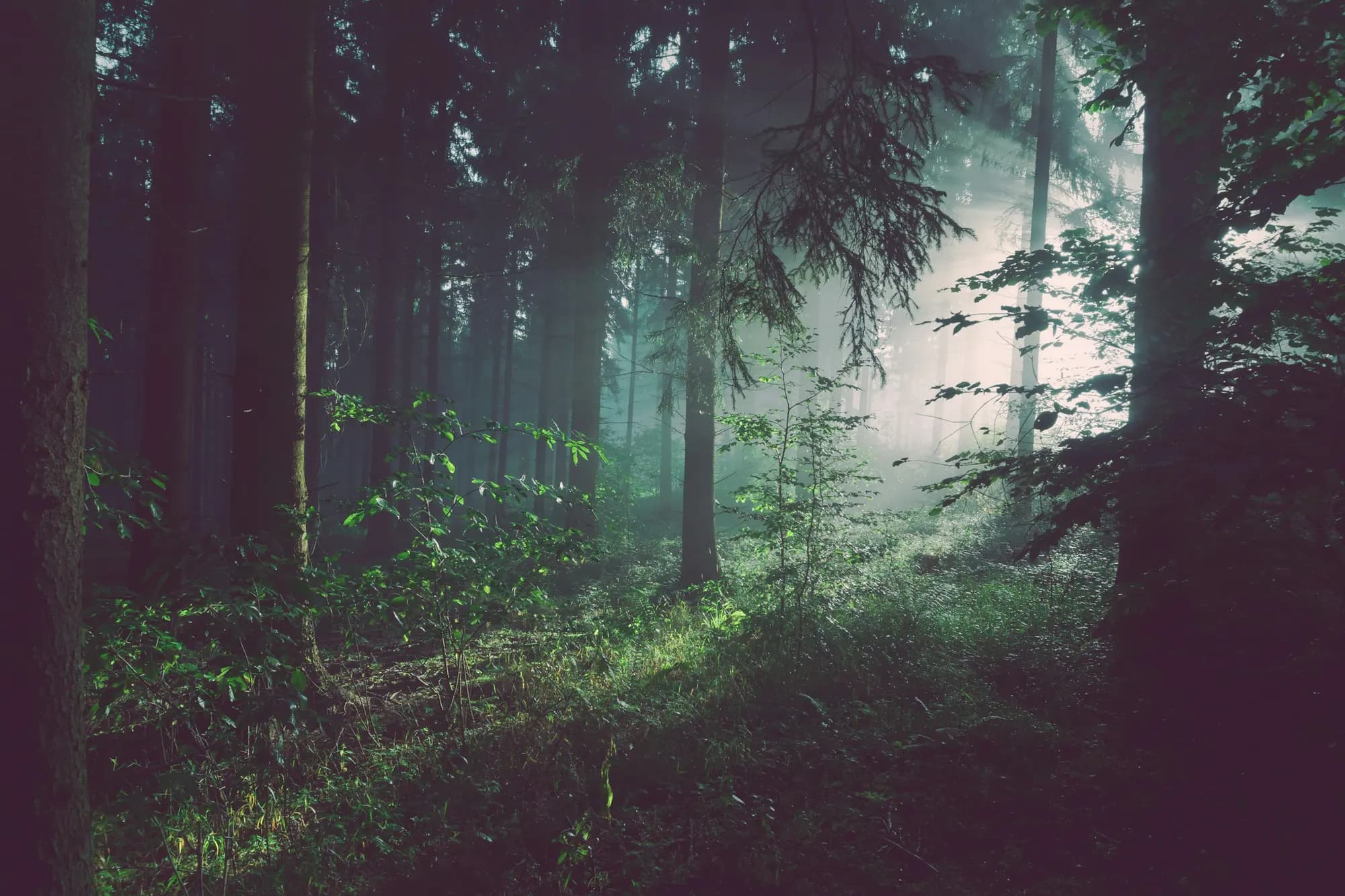 Eine uralte Eiche im Nachmittagslicht — die Atmosphäre der Seite.